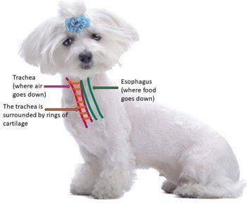 Harness for small hotsell dog with collapsed trachea